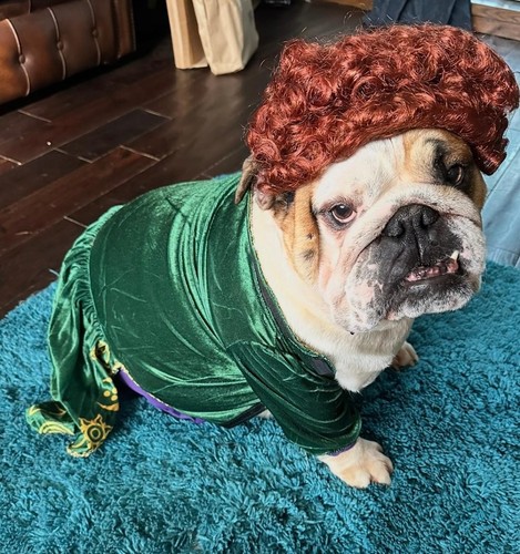 Winifred sanderson hocus - sanderson, pocus