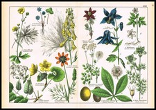 1887 Antique Botanical