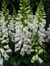 Foxglove 'White' Hybrid