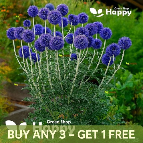 Blue globe thistle - thistle, 60
