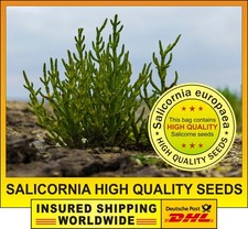 Q**⭐ Salicornia europaea