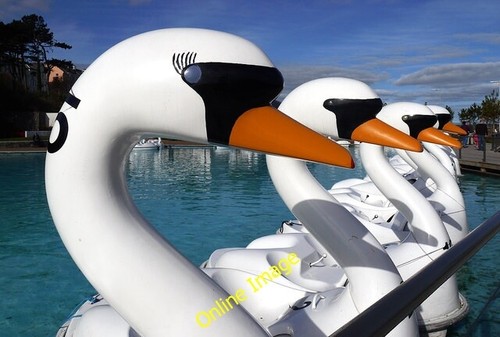 Photo 6x4 the pickie - photo, swans'