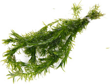 5 X Oxygenating Weed Live Pond Plant ELODEA DENSA - Also Aquarium Aquatic Plants