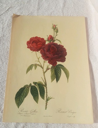 Pierre joseph redoute - pierre, rosa