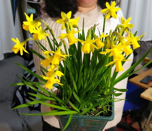 Daffodils tet - daffodils, tet-a-tet