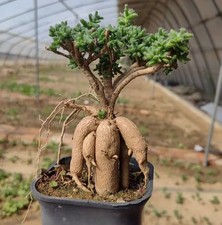 Trichodiadema bulbosum  Random