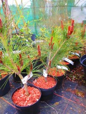 18inch-23 (inc. pot) Evergreen