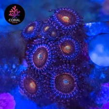 Mohawks 9 Head Zoa Frag