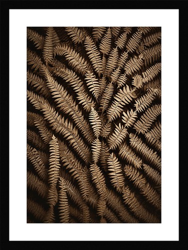 Timeless fern fronds - fronds, print