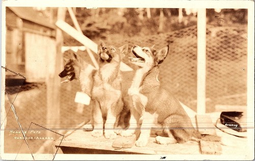 Rppc husky pups - in, cordova
