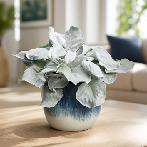 Sea cabbage angel wings 1x - sea,