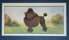 MINIATURE POODLE   Vintage 1960 Dog Card