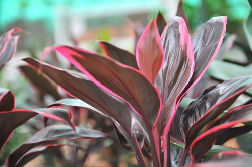 Cordyline red edge loose - cordyline,