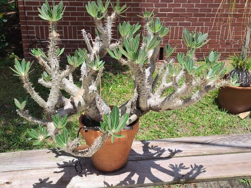 Pachypodium horombense 10 - horombense,