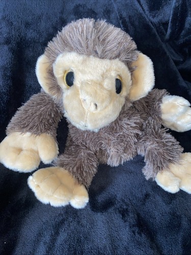 Big eyed chimpanzee monkey - eyed,
