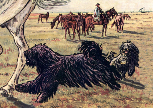 Hungarian puli dog - hungarian, greeting