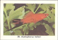 Rizla (NL) - Exotic Aquarium Fish, Series 1 - 38 - Green Swordtail