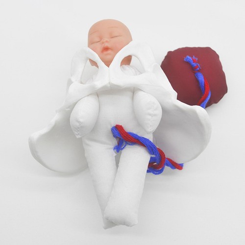 Female pelvis model anatomical - female,