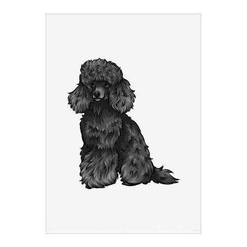 Black toy poodle unframed - poodle',