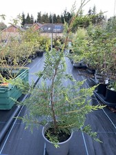 Leylandii - Cuppressocyparis Fast Growing Hedging 1x 2L pot approx 40/60cm (2L)