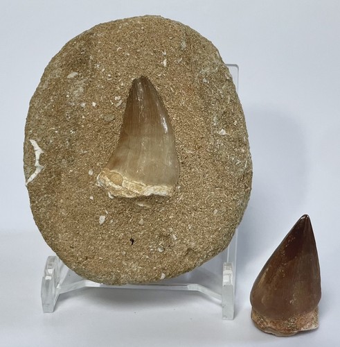 Mosasaur tooth bundle with - tooth,