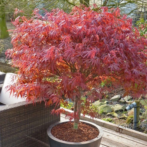 Acer palmatum plant peve dave - plant,