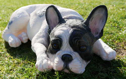 Large black white french - black, &