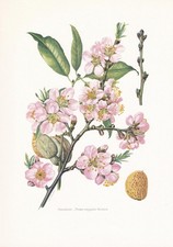1960 ALMOND TREE Print - Botanical Wall Art - Vintage Tree - 7.5 x 10.6 Inches