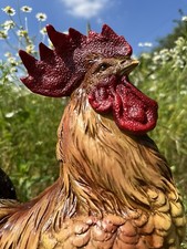 cockerel Rooster Fowl Garden