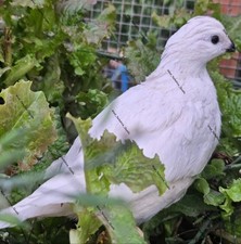 6 White  Bobwhite Quail Eggs 