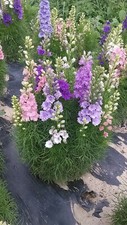 Larkspur Giant Imperial mix x40 seeds Delphinium consolida cottage garden