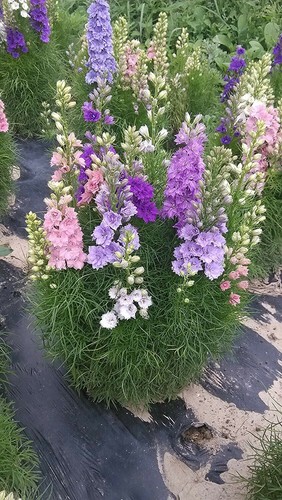 Larkspur giant imperial mix - larkspur,