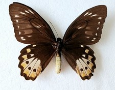 Ornithoptera Primaus Peosidon