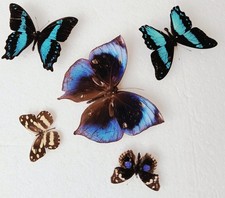  Butterfly Collection Set x5