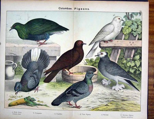 Original old antique print - original,