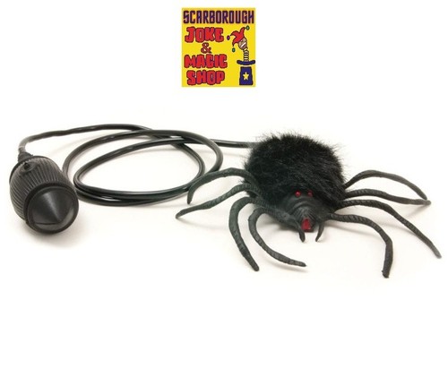 Hairy jumping spider classic - jumping, ~