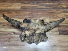 Historic Bison bull skull cap