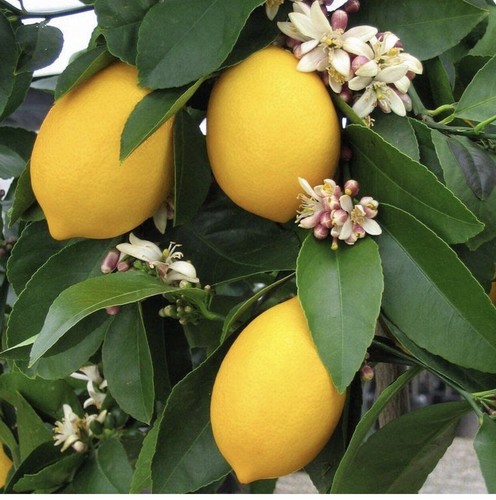 Very juicy lemon - very,