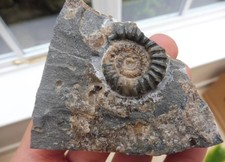 Ammonite (Promicroceras) 2.6
