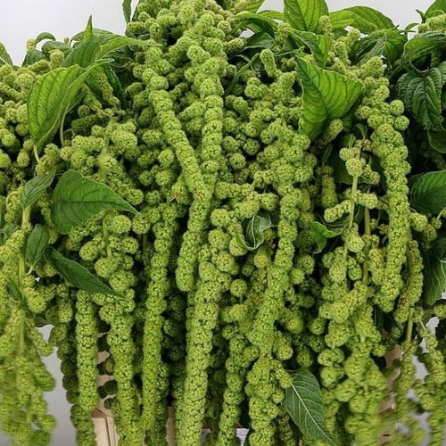 Amaranthus green plug - amaranthus, plants