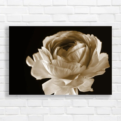 Close stunning peony - of,