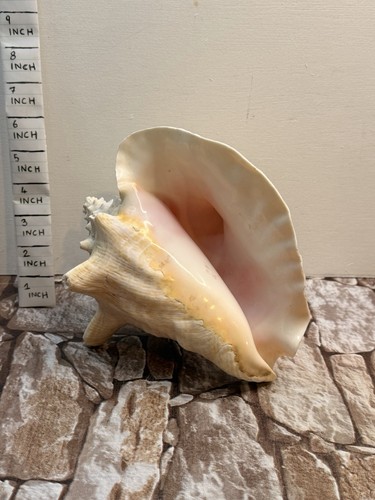 Vintage large pink queen conch - large,