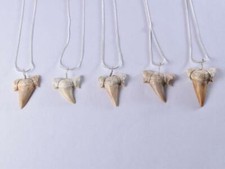 Large Otodus Fossil Shark