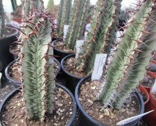 EUPHORBIA ZOUTPANSBERGENSIS -