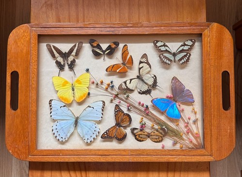 Framed butterfly specimen - framed,