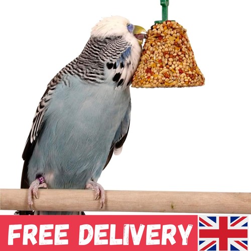 Budgie parakeet fruit - budgie,