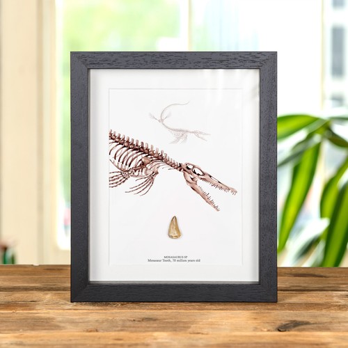 Mosasaur dinosaur tooth - dinosaur,