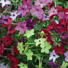 T&M Nicotiana Eau de Cologne