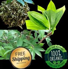 Natural Insulin Plant Costus