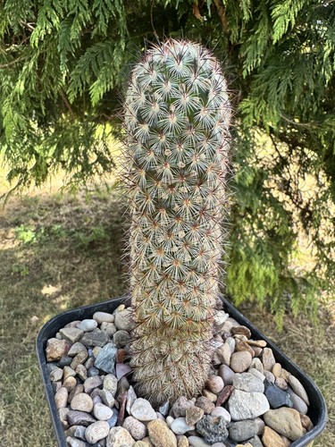 One only mammillaria - only!,